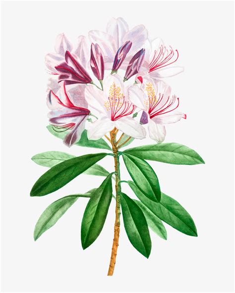 Pink Rhododendron flower - Download Free Vectors, Clipart Graphics ...