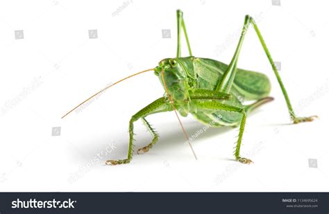 145,113 Grasshopper Images, Stock Photos & Vectors | Shutterstock