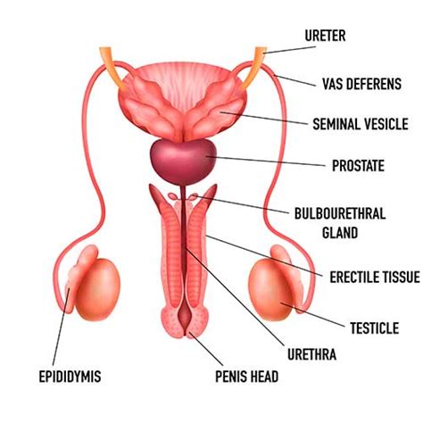 Human Male Reproductive System Class 10 Science In Hindi 58 Off