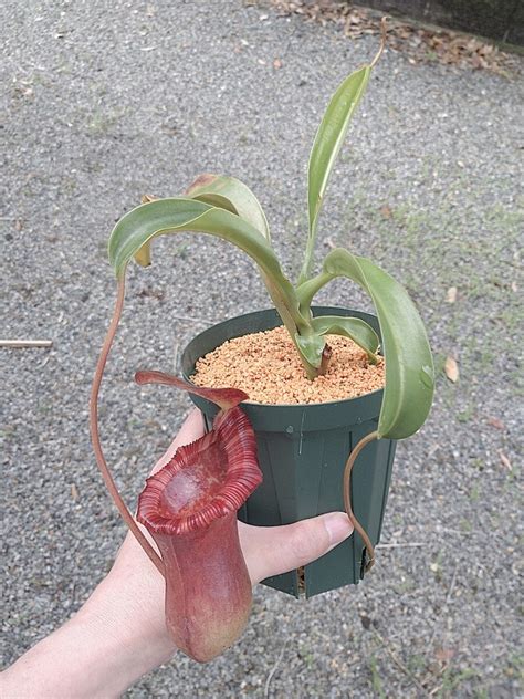 Yahoo Nepenthes Lowii X Ventricosa Red Aep