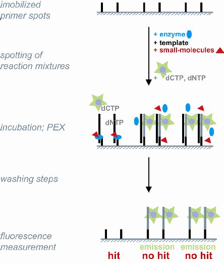 Principle Of Dna Arrayed Hts Format Using Fluorescently Labelled Dntp