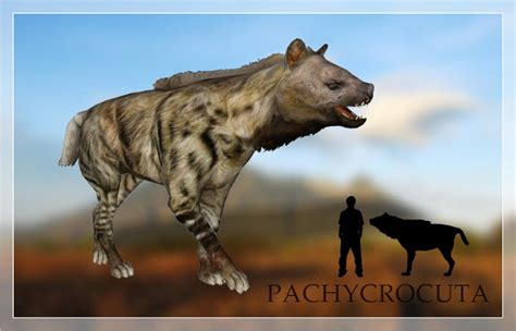 Pachycrocuta By Lazardik On Deviantart