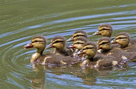 Baby Mallards New Life On The Pond Ryan Grippo Flickr