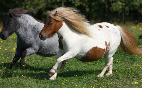 Shetlander Penny Het Paarden Striptijdschrift Voor De Chte Paardengek