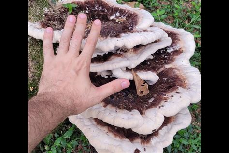 Fungo Gigante Chama Aten O Em Rvore De Jaragu Do Sul