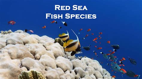 Red Sea Fish Guide With Photos - Most Common Species To See