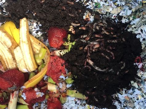 Worm Composting 101 | Having Worms Make Compost for Your Garden