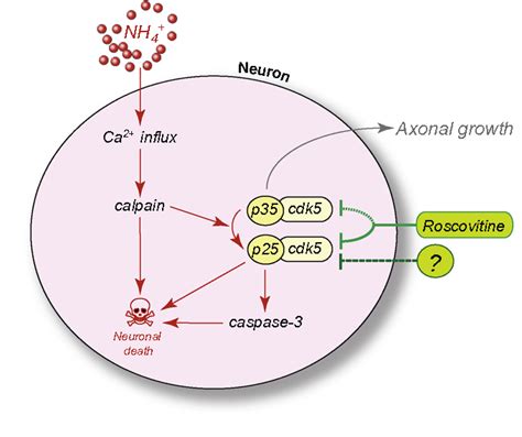 Figure From Current Concepts In The Pathogenesis Of Urea Cycle