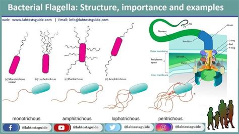 Bacterial Flagella Structure, Importance And Examples | Lab Tests Guide