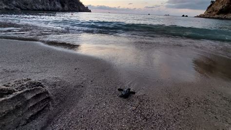 Ischia Nido Di Tartarughe Marine In Spiaggia Neonate Raggiungono