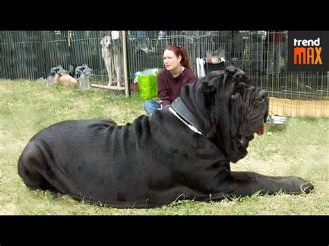 What Is The Largest Dog Breed Sale Purchase | alumni.uod.ac