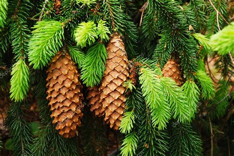 Picea Abies Es Un Rbol Conocido Como Abeto De Noruega O Abeto Europeo