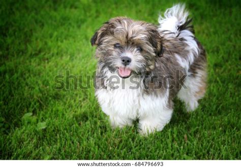 2,458 Bichon Shih Tzu Images, Stock Photos & Vectors | Shutterstock