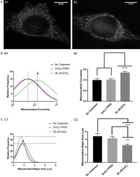 Figure 1 From Zinc Cytotoxicity Induces Mitochondrial Morphology