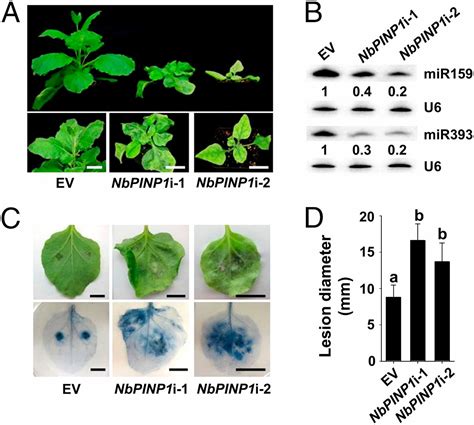 Phytophthora Effector Targets A Novel Component Of Small Rna Pathway In Plants To Promote