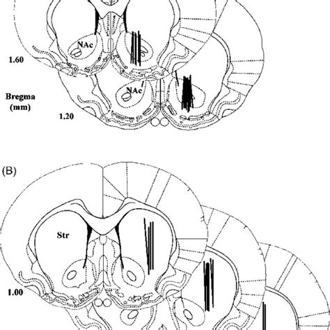 Location Of Individual Probes In Nucleus Accumbens A Nle 6