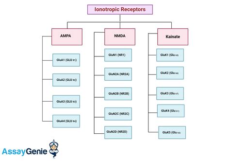 Ionotropic Glutamate Receptors: Gateways to Neural Communication ...