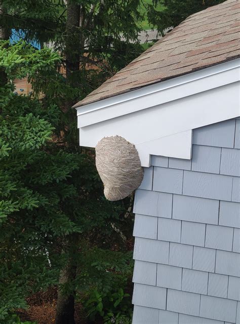 File Paper Wasp Nest Found In Kittery Maine  Wikimedia Commons