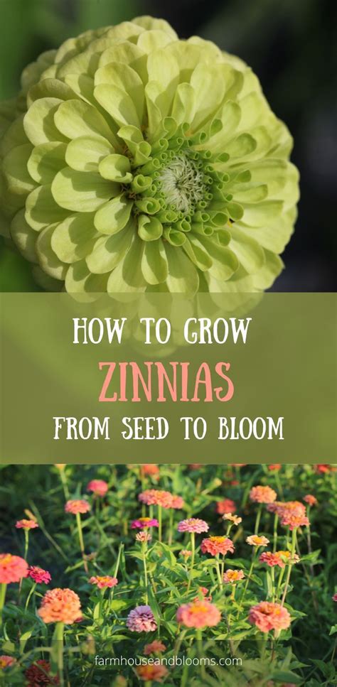 Two Pictures Of Zinnia Flowers Porches Seeds Perennials Growing