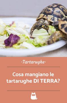 Idee Su Tartarughe Marine E Di Terra Tartarughe Tartarughe Marine