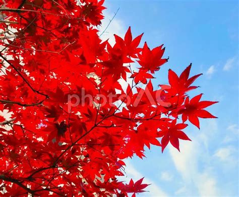 秋の紅葉 もみじ 赤 レッド 晩秋 No 28172597｜写真素材なら「写真ac」無料（フリー）ダウンロードok