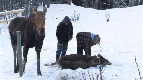 Moose Calf Rescued And Reunited With Mother In Smithers Cbc News