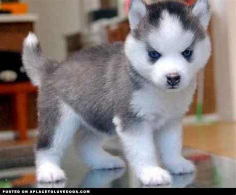 Show Me A Picture Of A Baby Husky Bmp Bloop