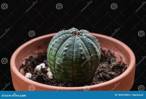 Euphorbia Obesa Plant On A Dark Background Stock Image Image Of