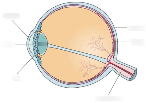 Visual System Diagram | Quizlet