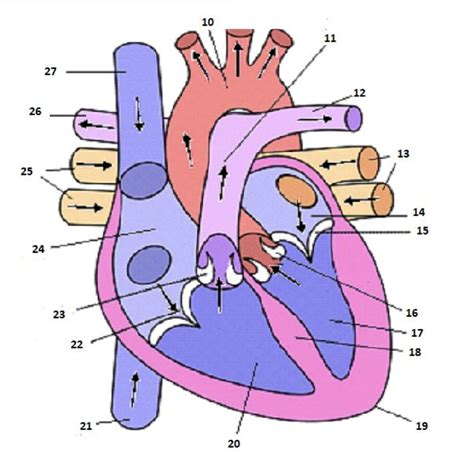 Review Lab Practical 1 Heart Diagram Quizlet