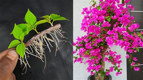 How To Propagate Bougainvillea From Cuttings Grow Bougainvillea From