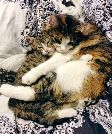 Two Cats Cuddling Together - Cats Photo (36742870) - Fanpop