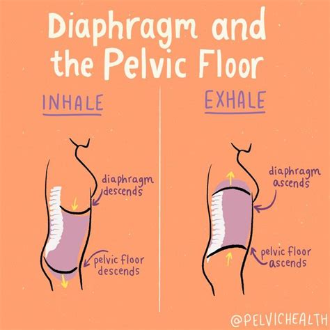 Part I Breathing Techniques For Pelvic Floor Health Pelvic Floor