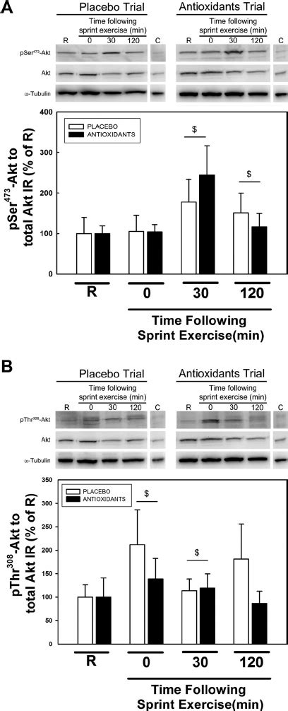 Levels Of Ser 473 Akt A And Thr 308 Akt B Before And After A Download Scientific