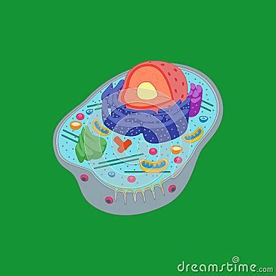 Cartoon Animal Cell Anatomy Banner Card Poster. Vector | CartoonDealer ...