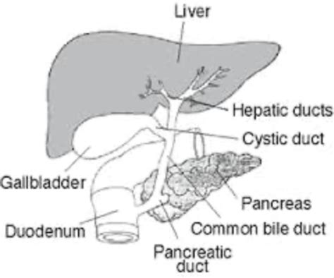 Hepatic Pancreatic Biliary Systems Flashcards Quizlet