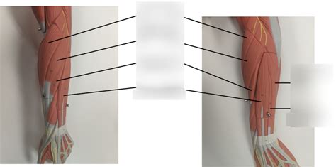 Left Forearm Posterior Diagram Quizlet