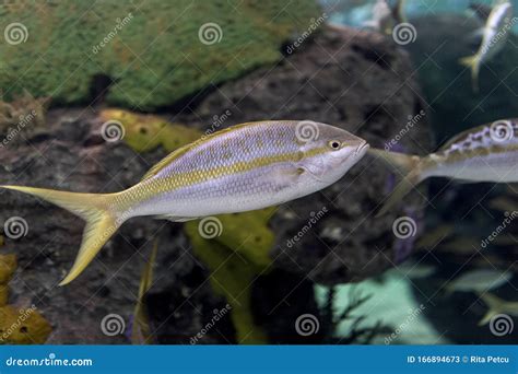 Grey Fish At The Aquarium Stock Image Image Of Fishtank 166894673