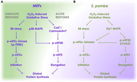 Cross Talk Between Eif And Eef Phosphorylation Pathways Optimizes