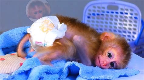 Top Cute Baby Monkey Sakana Just Woke Up At The Moment YouTube