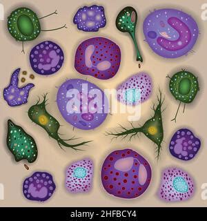 Set Of Innate Immune System Cells Cartoon Cute Funny Vector