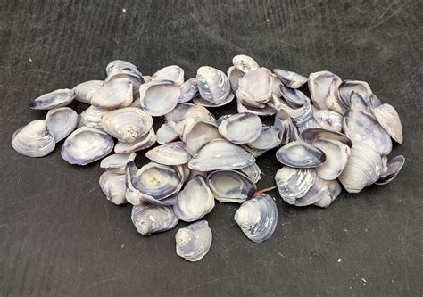 Purple Cay Cay Clam Seashells Approx Half Cup 70 Shells 05 Inches