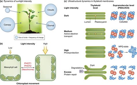 Chloroplast Ultrastructure In Plants Kirchhoff 2019 New Phytologist Wiley Online Library