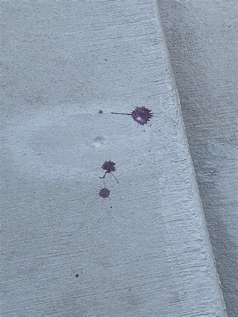 A Bird Pooped Purple On My Stoop Rmildlyinteresting