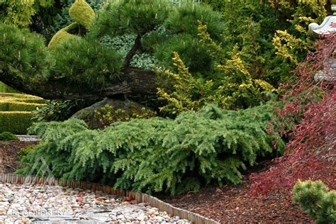 Conifers Glover Nursery