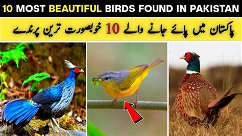 Most Amazing Top 10 Beautiful Birds Of Pakistan Knowledge With Ateeq