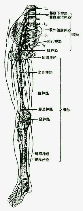 腰丛腰丛骶丛大山谷图库