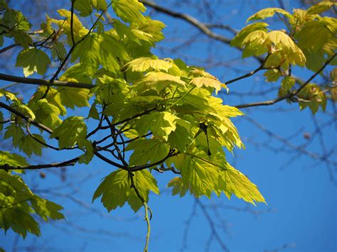 Sycamore-leaves | Where Angells Tread!