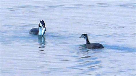 Птица Чомга Кормит Птенцов Рыбой. Птенцы Чомги. Птица Ловит Рыбу для ...