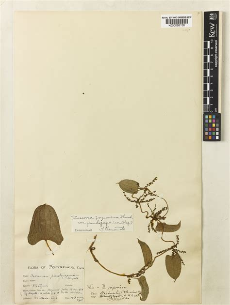 Dioscorea Japonica Var Japonica Plants Of The World Online Kew Science